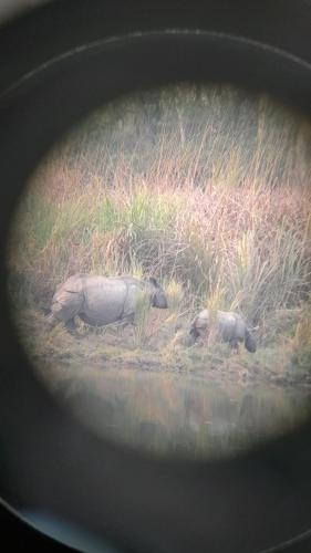 two rhinos laying in the grass near a body of water at Crocodile Safari Camp in Chitwan