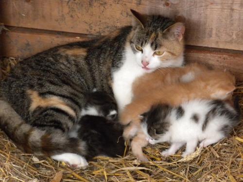 a cat and two kittens laying in the hay at Bio-Urlaubshof Dansbach in Spital am Pyhrn