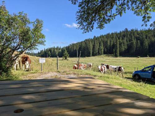 a herd of cows grazing in a field next to a road at Ferme d'alpage La Bâtie Dessous in Mouthe