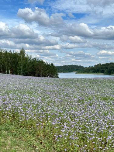 a field of purple flowers in front of a lake at Casa Kashubia - Nowoczesny dom wakacyjny nad jeziorem - Cisza natura i komfort in Brzeźno Szlacheckie