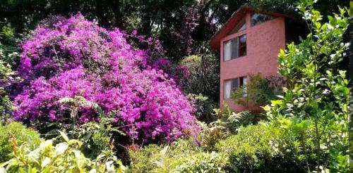 une brousse rose devant un bâtiment aux fleurs violettes dans l'établissement ex hacienda molino de pedreguera, à San Roque
