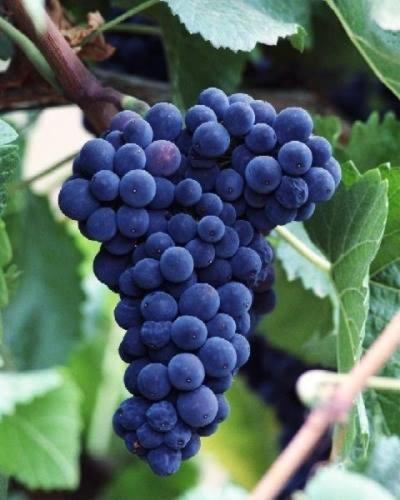 a bunch of blue grapes hanging from a tree at Al Campanaro b&b in Taurasi