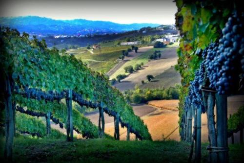 a painting of a vineyard with a bunch of grapes at Al Campanaro b&b in Taurasi
