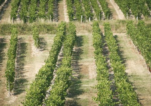 an aerial view of a field of potato plants at Château de La Mar Chambres d'Hôtes in Jongieux