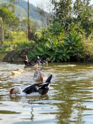 a group of ducks swimming in the water at Seu Refúgio Rural Piscina Privativa e Natureza in Tubarão