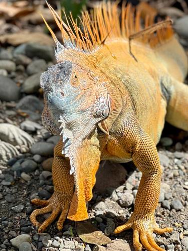 a iguana is standing on the rocks at Whispering Wisdom in Cahuita