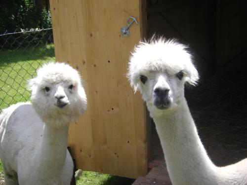 two white ostriches standing next to each other at Landhotel Sperlingsberg in Crimmitschau