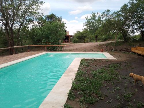 a dog standing next to a swimming pool at Cabaña Casablanca in La Granja