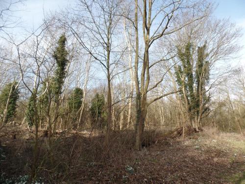 a wooded area with trees in the background at Bed & Breakfast Van Marion in Oostvoorne