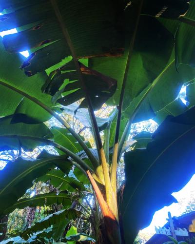 Jungle Apartment #2 – Photos 2