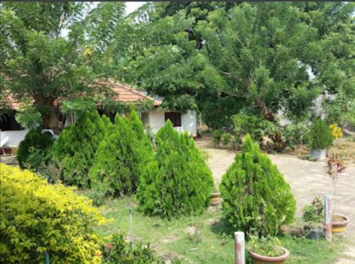 een groep bomen in een tuin met een huis bij Sun & Sand Guest House in Mullaittivu