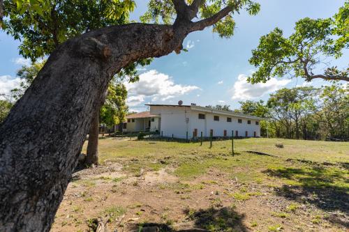 an old tree in front of a building at Hotel El Cocobolo Food&Rest Room 4 B&B WiFi AC Pkg Free Swimmingpool in Liberia