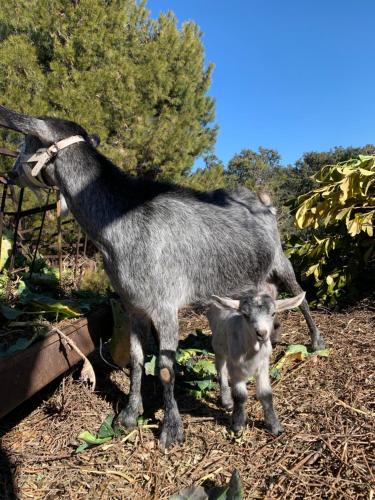 a baby goat standing next to its mother at Cabañas Cortijo el Helao in Pozo Alcón