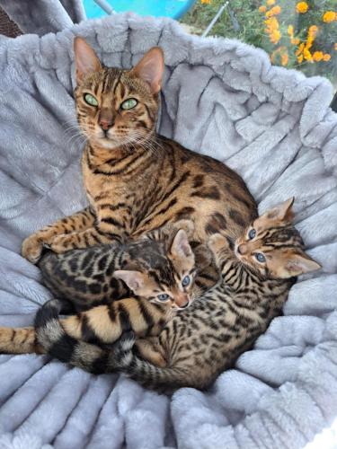 a cat and four kittens laying on a blanket at Les suites d'Élise - Suite Élise in Grumesnil