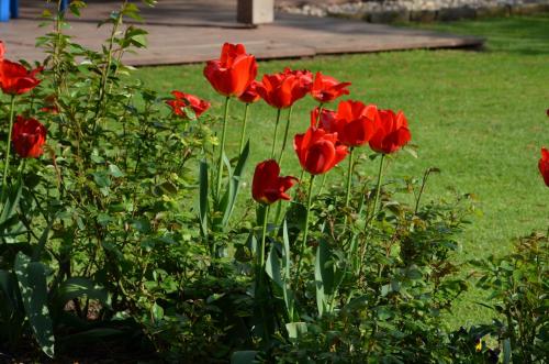 a group of red flowers in a garden at Růžová chalupa u Šimánků in Rtyně v Podkrkonoší