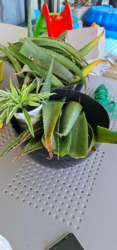 a potted plant sitting on top of a table at Villa Mary Guest House in Saint-André