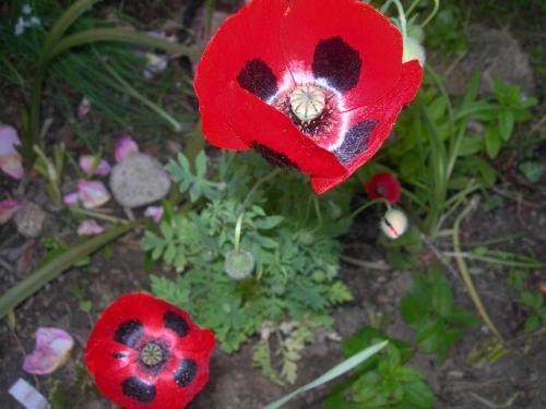 two red poppies are sitting on the ground at Petit coin de paradis, vue panoramique mer &montagne, piscine privée... in Calcatoggio