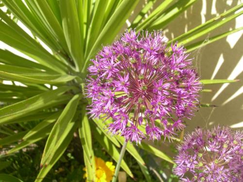 a close up of a purple flower with green leaves at Petit coin de paradis, vue panoramique mer &montagne, piscine privée... in Calcatoggio