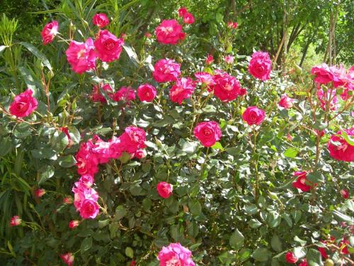 a bunch of pink roses in a bush at Petit coin de paradis, vue panoramique mer &montagne, piscine privée... in Calcatoggio