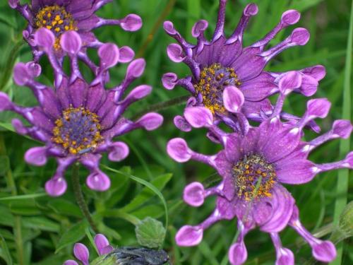 a group of purple flowers with raindrops on them at Petit coin de paradis, vue panoramique mer &montagne, piscine privée... in Calcatoggio