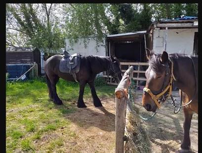 two horses are standing next to a fence at MOONSTONE Lymington in Leysdown-on-Sea