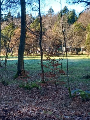 a group of trees in a field with grass at Le verger d' Adèle in Vielsalm