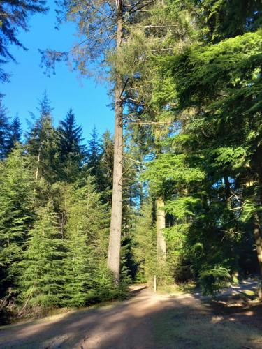 a dirt road in a forest with trees at Le verger d' Adèle in Vielsalm