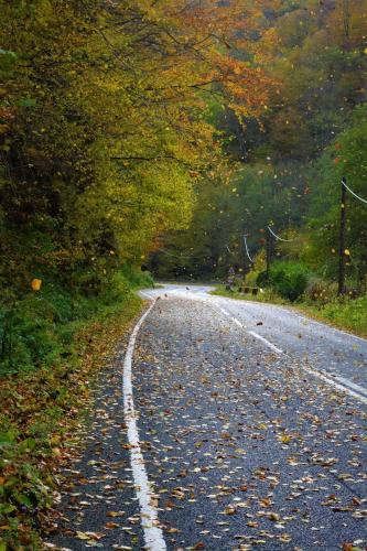 a road with leaves on the side of it at Mateo Transalpina in Săsciori