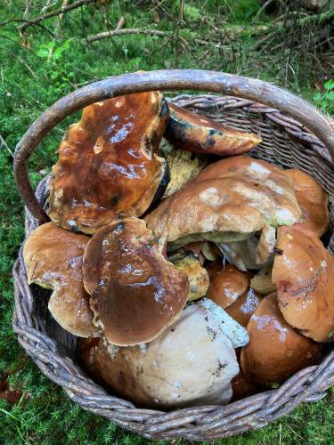 a basket full of mushrooms sitting on the grass at Penzion Montana in Nýrsko