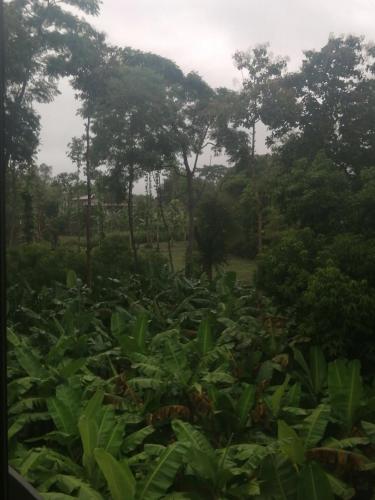 Un jardín fuera de Ibis