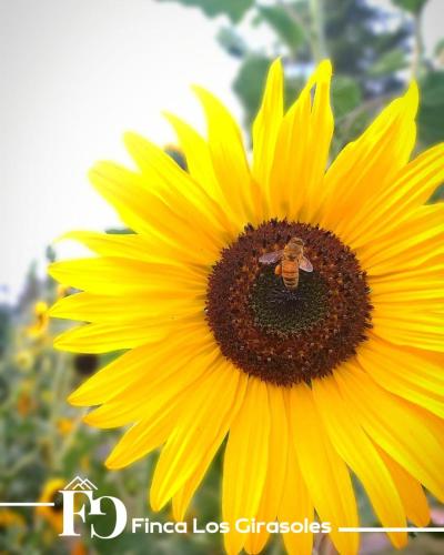 Finca Los Girasoles – Photos 2