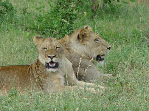 two lions laying in the grass in a field at Grand Kruger Lodge and Spa in Marloth Park