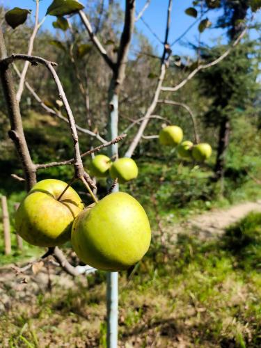 a bunch of green apples hanging from a tree at Norvin Homes in Shimla