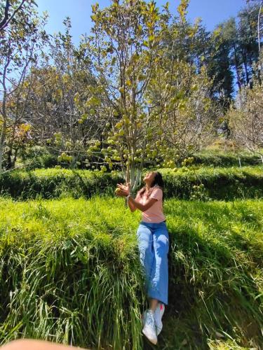 a woman sitting in the grass with a tree at Norvin Homes in Shimla
