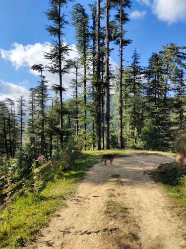 a donkey standing in the middle of a dirt road at Norvin Homes in Shimla