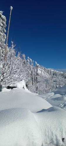 a snow covered hillside with trees and snow at Norvin Homes in Shimla