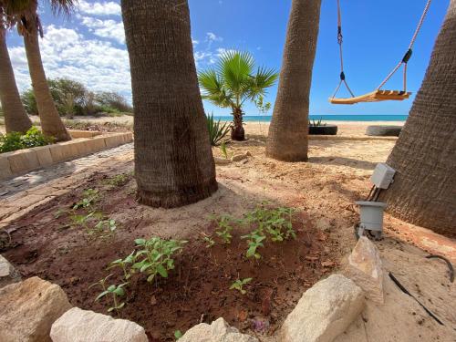 a group of palm trees on the beach with a swing at Vila Mare - Praia de Chaves frontline in Cabeçadas