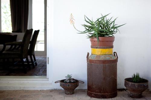 a couple of potted plants sitting on top of a barrel at Hawksmoor House in Stellenbosch
