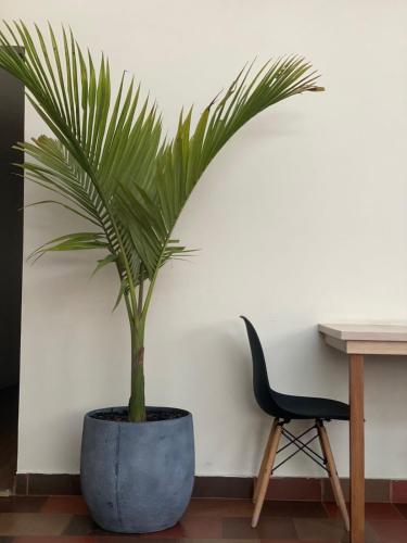 a plant in a blue pot next to a desk and a chair at Hotel Casa Galeras in Pasto
