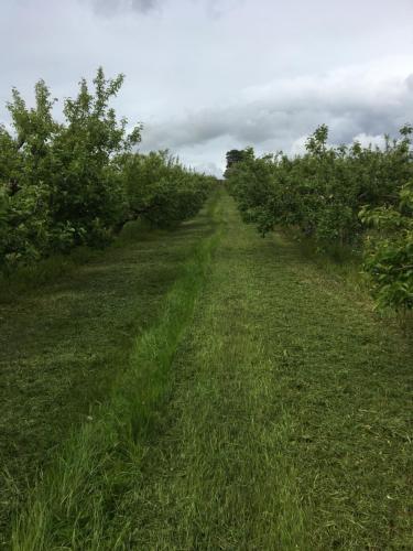 a field of green grass with trees on either side at Orchard Luxe Glamping Pod in Dungannon