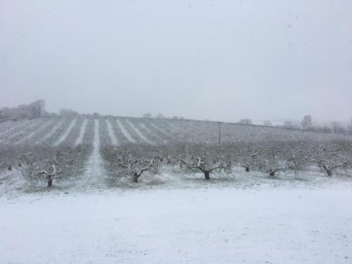 a field covered in snow with trees and a fence at Orchard Luxe Glamping Pod in Dungannon