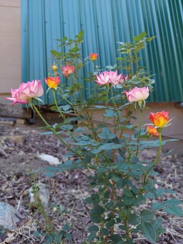 a group of pink and yellow flowers on a plant at Julian House of Games in Julian