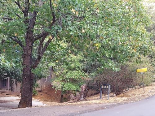 a tree on the side of a street with a sign at Julian House of Games in Julian