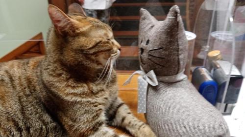 a cat is sitting next to a stuffed animal at Hotel Villa Maria in Sanremo