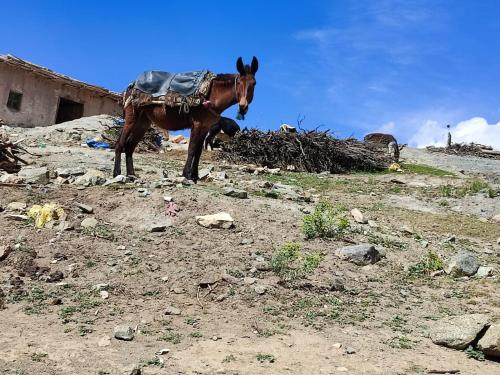 a donkey standing on a dirt field with at Auberge restaurant Afoud in Agoudal