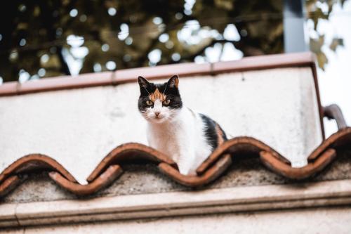 a black and white cat sitting on top of a roof at Vina Kobal, Kobal Family Estate in Štanjel