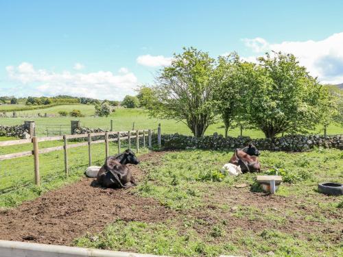three cows laying in a field next to a fence at Willow Tree Farm House in Newry