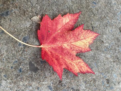 een rood esdoornblad op de grond bij Repos & Manna Downtown Montréal in Montreal