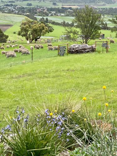 a herd of sheep grazing in a field with flowers at Aquila Eco Retreat in Richmond