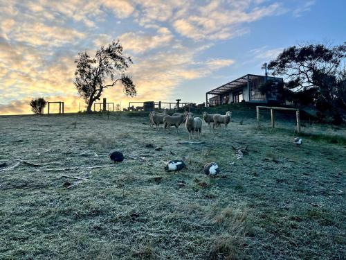 a group of sheep standing in a field at Aquila Eco Retreat in Richmond